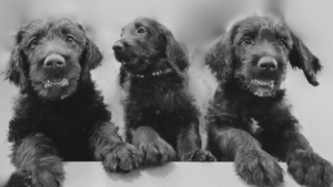 three black labradoodle puppies with paws resting on ledge